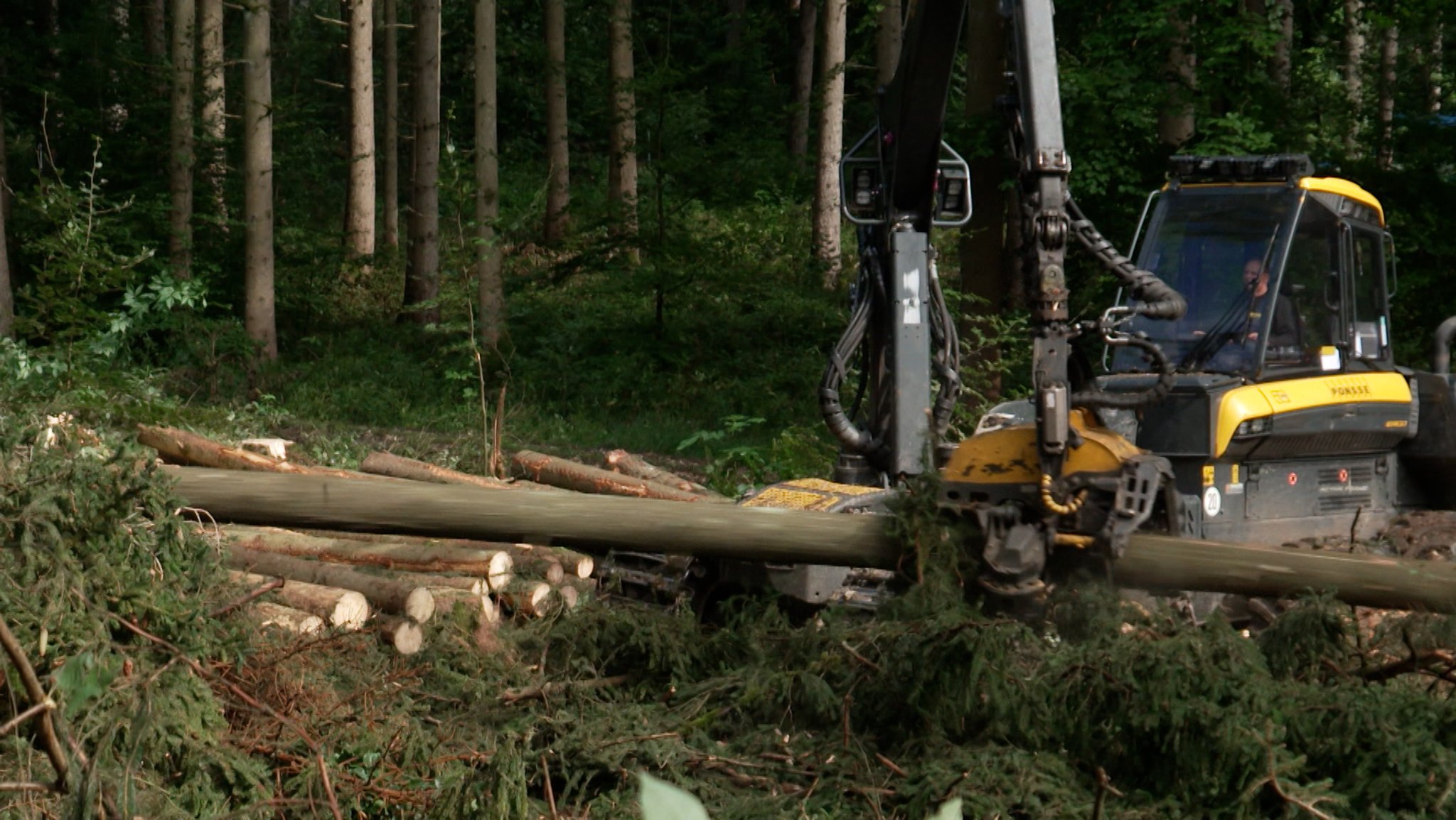 Ein Harvester entastet Bäume in einem Wald.