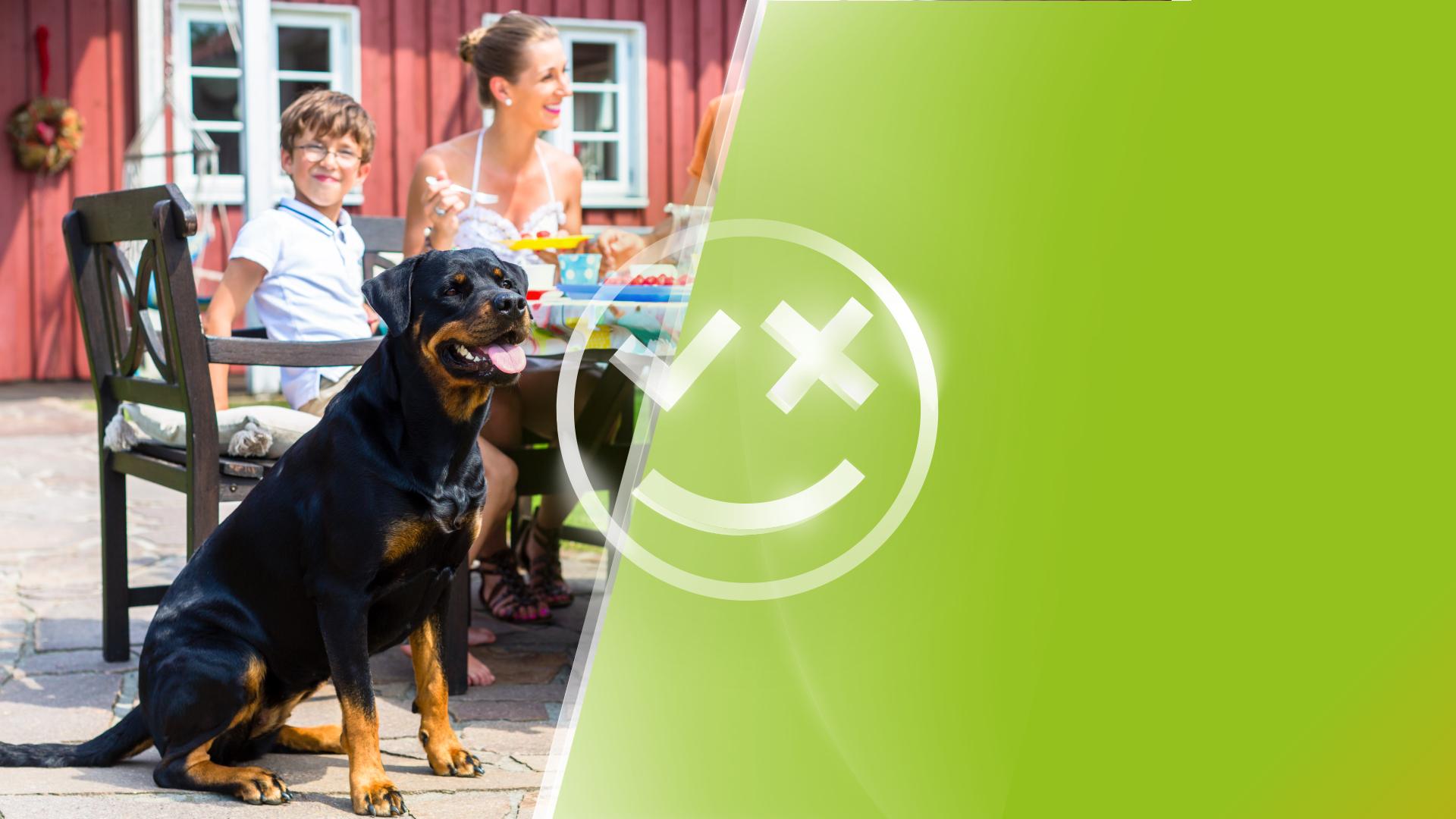 Hund Begrüßt Mich Nicht Wenn Ich Nachhause Komme Soll ich oder soll ich nicht? Soll ich den Käufern vom Hund meiner