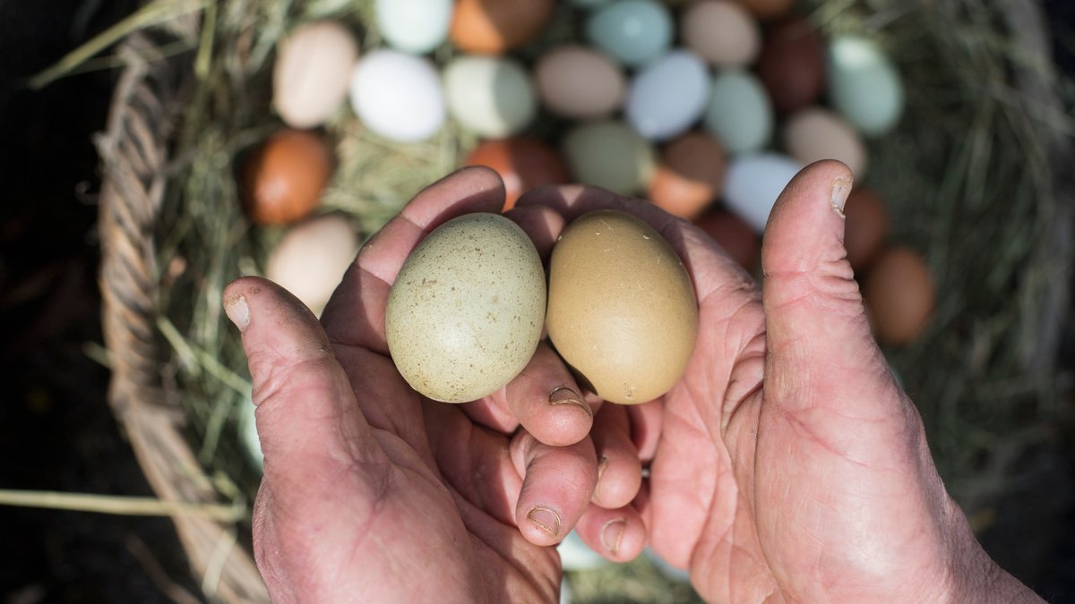 Pastellfarbige Eier in zwei Händen