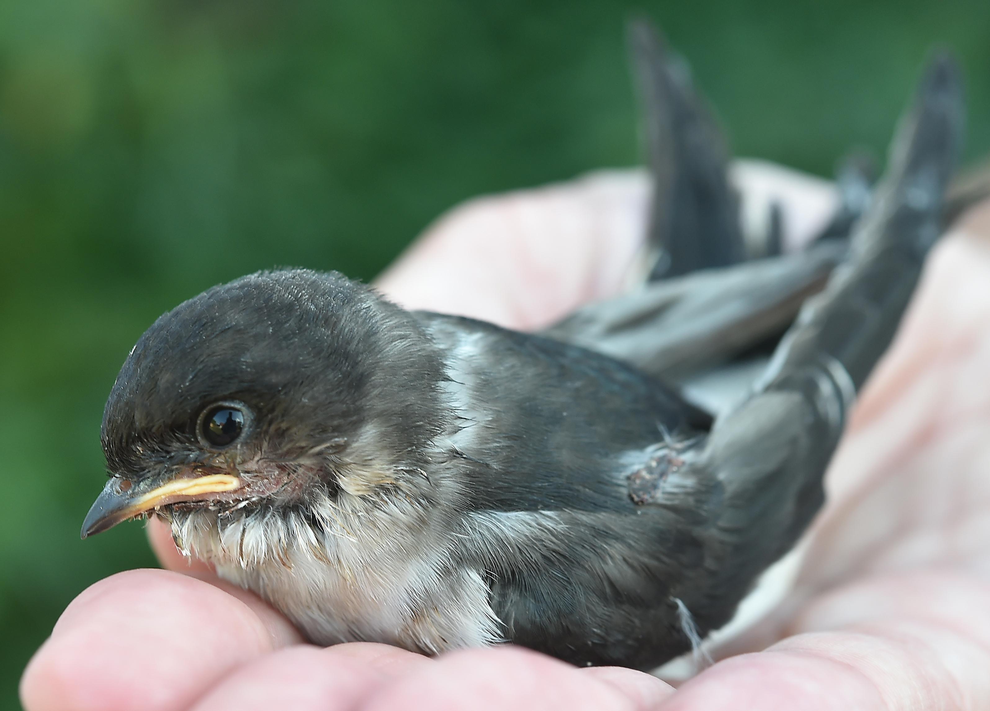 Jungvogel gefunden Wann sollte man "verwaisten" Vögeln helfen? BR24