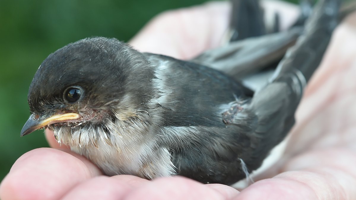 Jungvogel gefunden: Wann sollte man "verwaisten" Vögeln helfen?