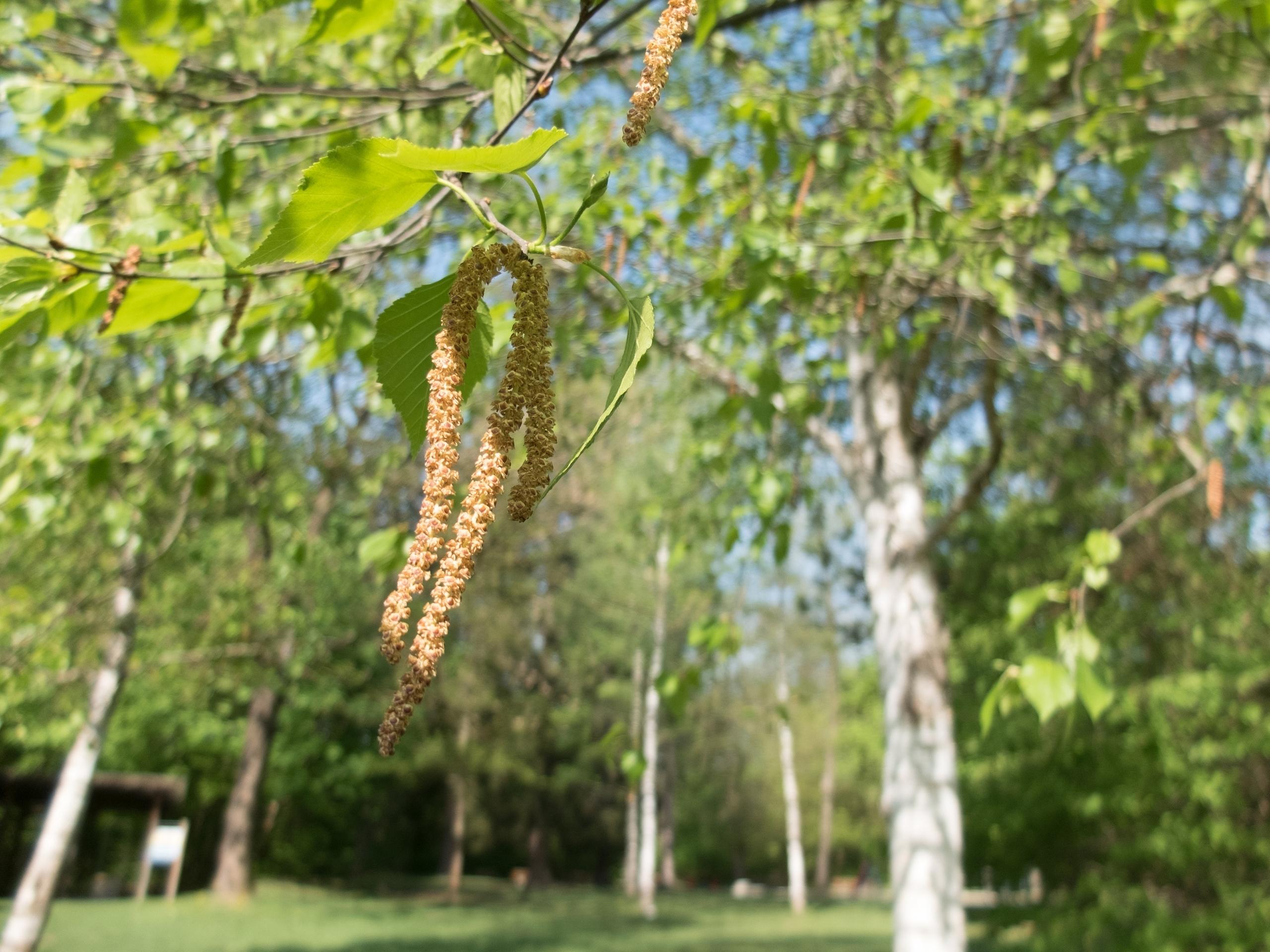 Blütenstände der Birke. Auch die Birke blüht immer früher im Jahr. Anfang April 2024 wurden in Bayern Rekordwerte von 4.000 Birkenpollen pro Kubikmeter Luft gemessen. Eine Qual für Allergiker, die unter Heuschnupfen oder Kreuzallergien leiden.