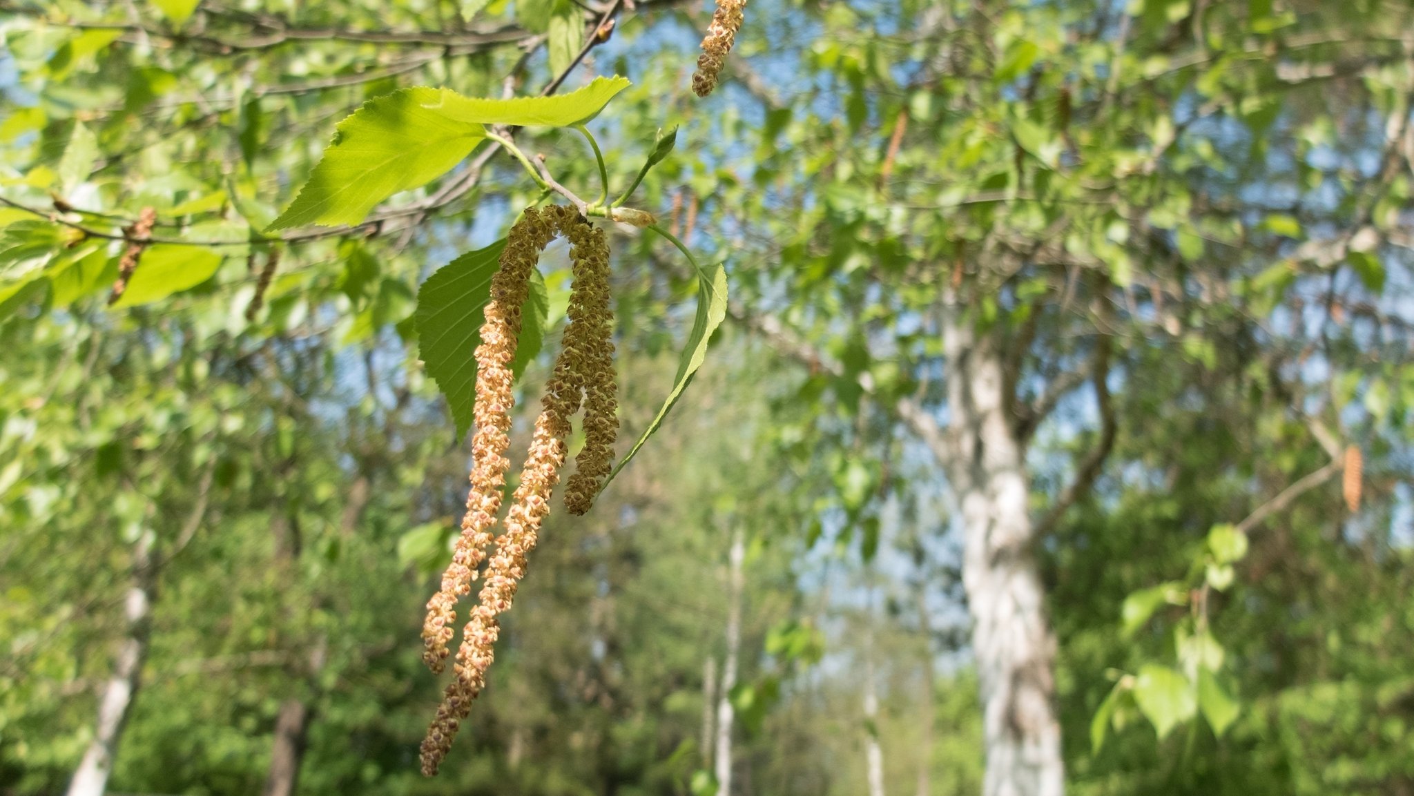 Die Birkenpollen fliegen: Schwere Tage für Allergiker