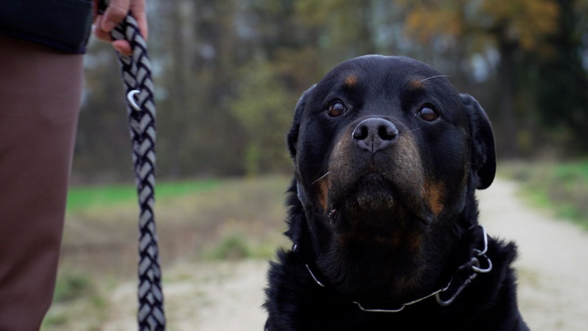 Ärger in Amberg: Stadt verzehnfacht Steuer für Listenhunde