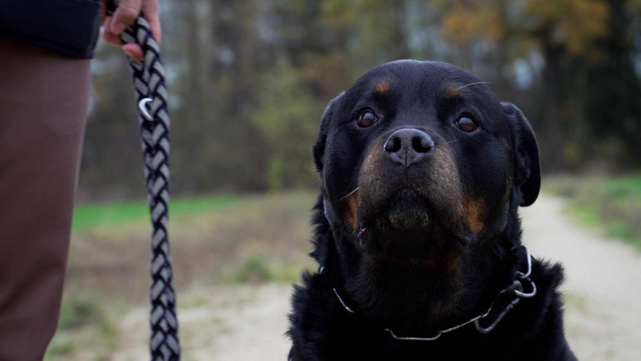 Rottweiler "Bonsai" aus Amberg. 