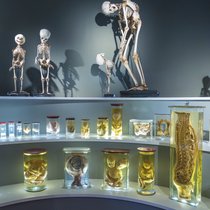 Im Dunkel des Museumsdepots (22): Die Föten im Haus der Natur Salzburg | Bild: picture alliance 