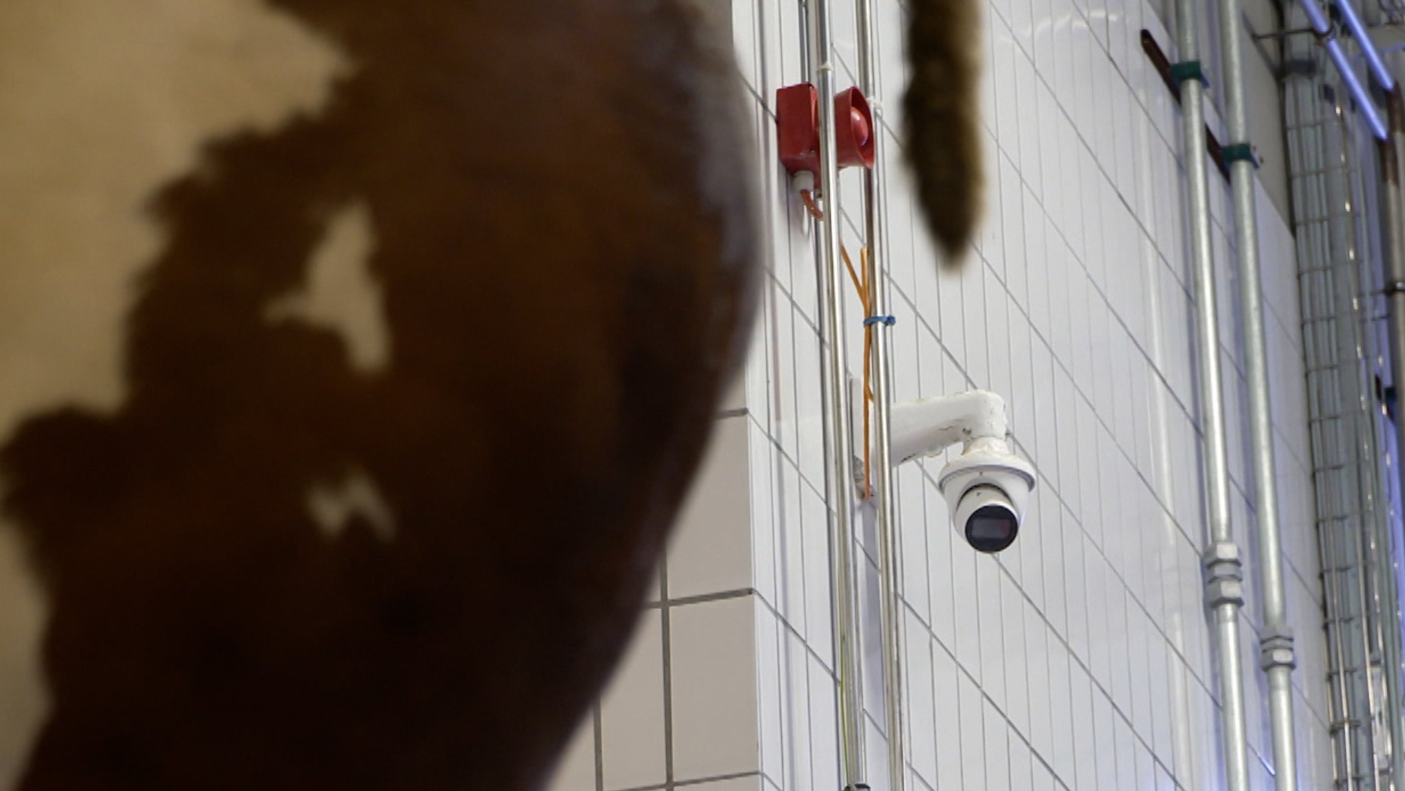 Zu sehen ist eine Kamera in einem Schlachthof | Bild: BR Zu sehen ist eine Kamera in einem Schlachthof