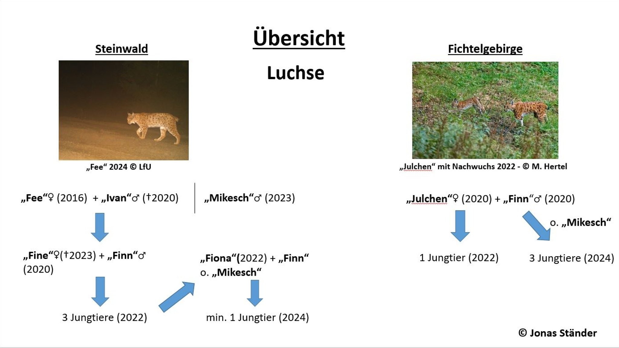 Eine Karte mit Stammbäumen der Luchse