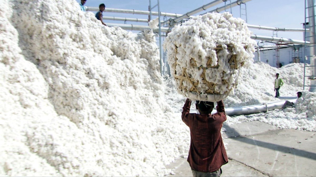 Gepflückte Baumwolle wird in einem Korb auf einen Sammelplatz getragen. 