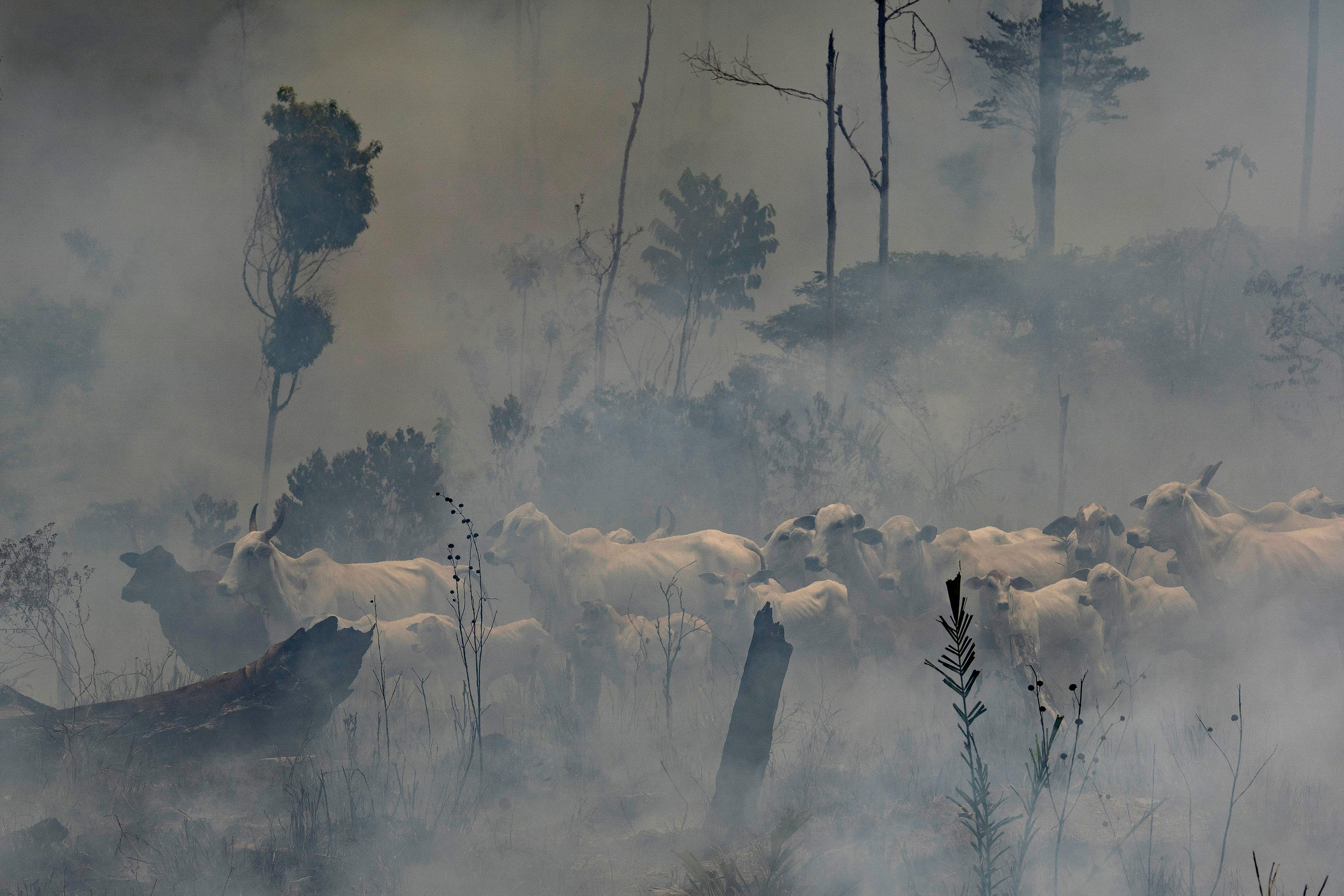Rinderherde im dichten Rauch eines Waldbrandes bei Novo Progresso im brasilianischen Bundesstaat Pará | Bild:picture alliance/AP Photo | Leo Correa