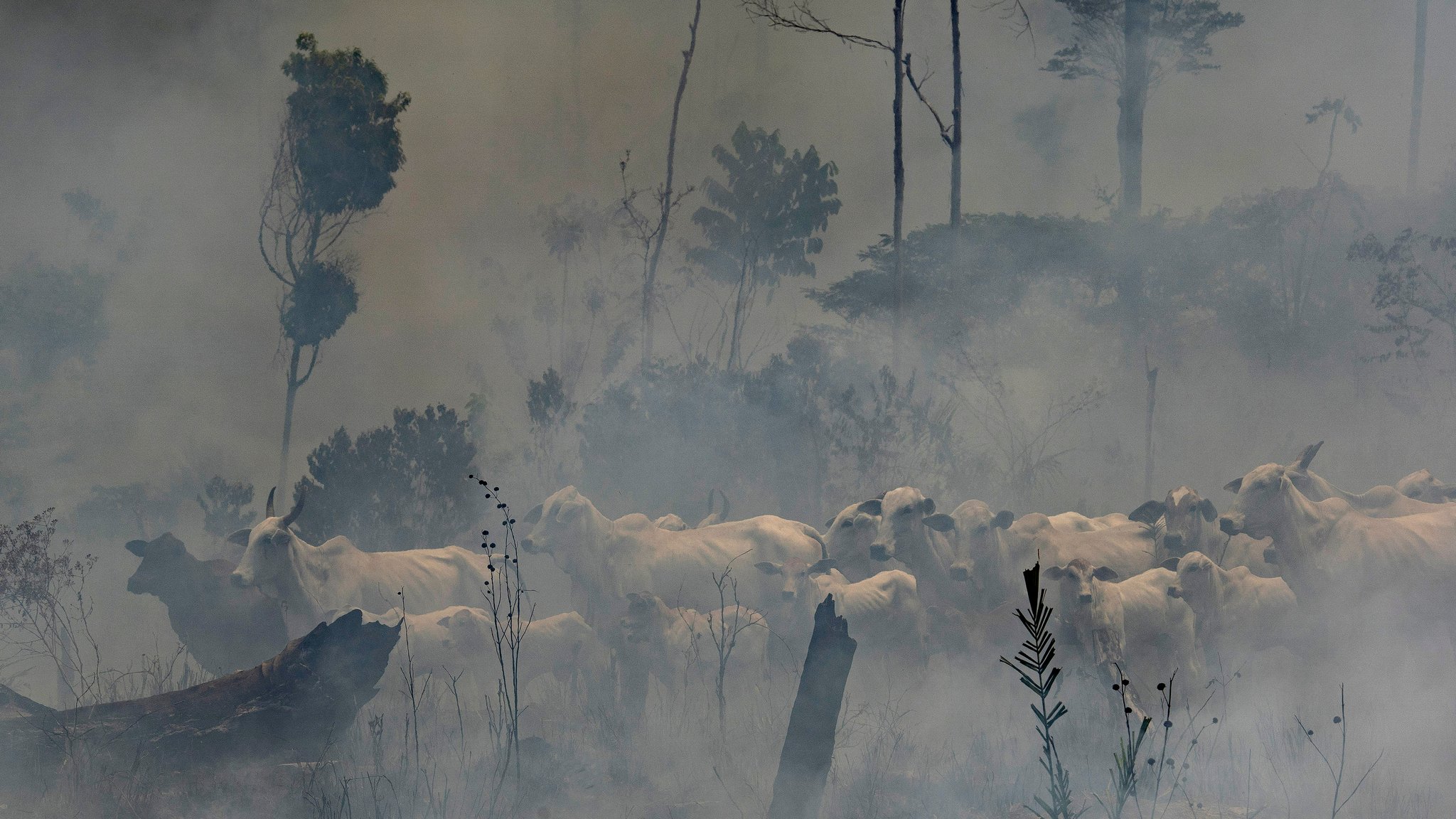 Rinderherde im dichten Rauch eines Waldbrandes bei Novo Progresso im brasilianischen Bundesstaat Pará