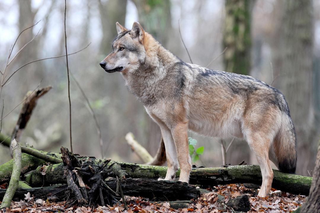 Ein Europäischer Grauwolf im Gehege eines Wolfcenters.