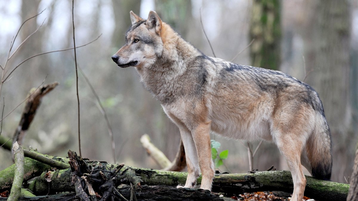 Ein Europäischer Grauwolf im Gehege eines Wolfcenters.