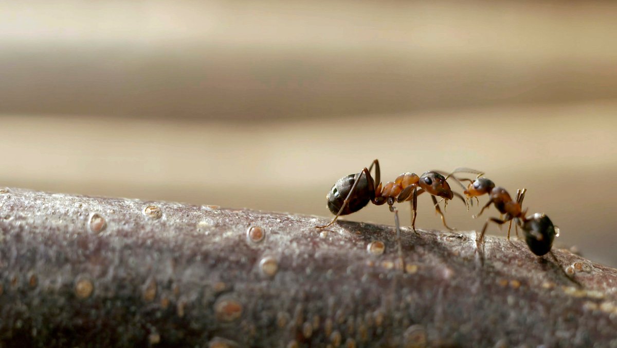Regensburger Studie: Ameisen meiden Stoßzeiten beim Fressen