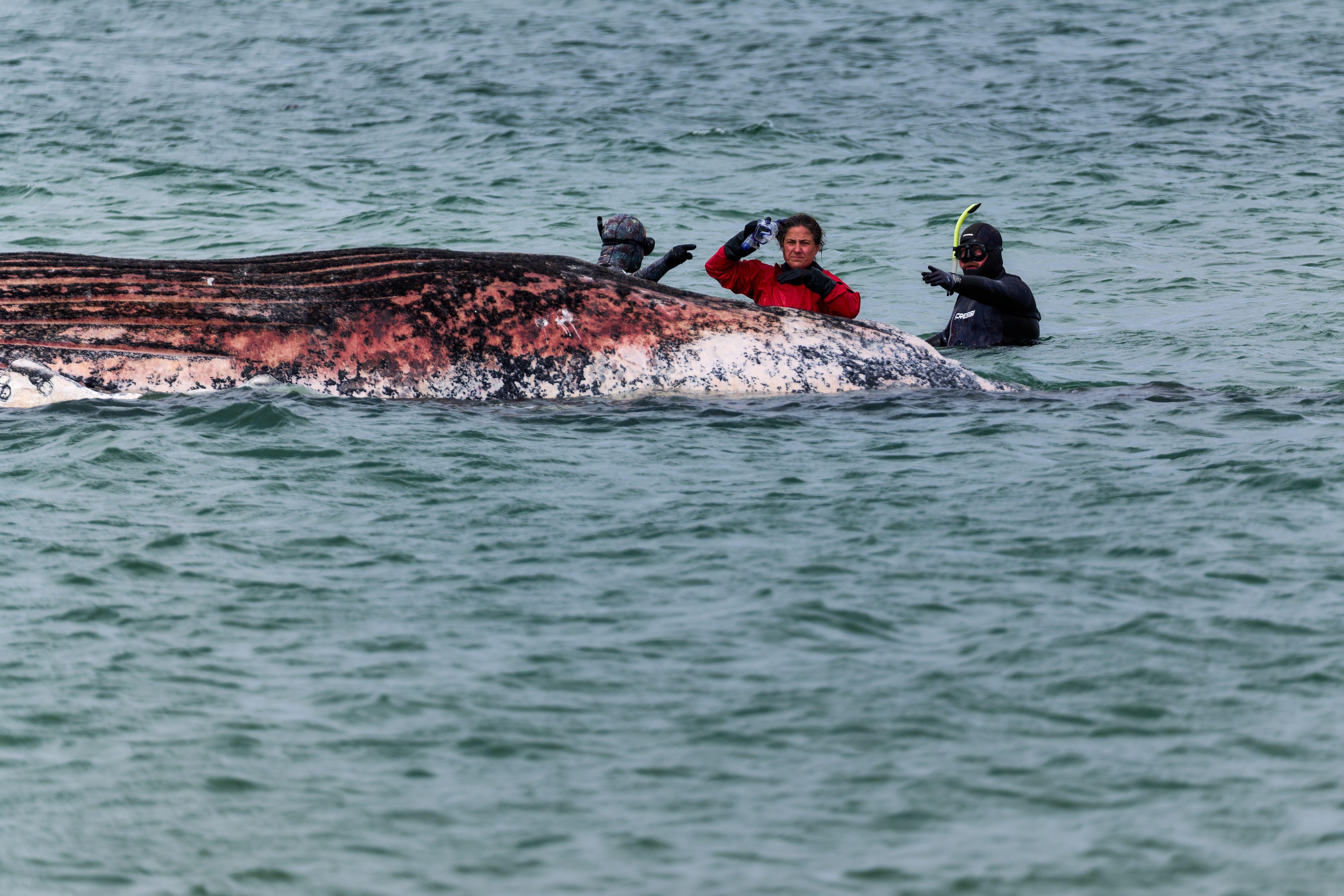 16.05.2026, Dänemark, Anholt: Tierärztin Anne Herrschaft begutachtet zusammen mit Helfern einen toten Wal, der vor der dänischen Insel Anholt liegt.