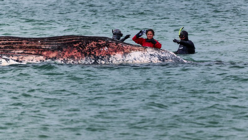 16.05.2026, Dänemark, Anholt: Tierärztin Anne Herrschaft begutachtet zusammen mit Helfern einen toten Wal, der vor der dänischen Insel Anholt liegt. | Bild: dpa-Bildfunk/Marcus Golejewski 16.05.2026, Dänemark, Anholt: Tierärztin Anne Herrschaft begutachtet zusammen mit Helfern einen toten Wal, der vor der dänischen Insel Anholt liegt.