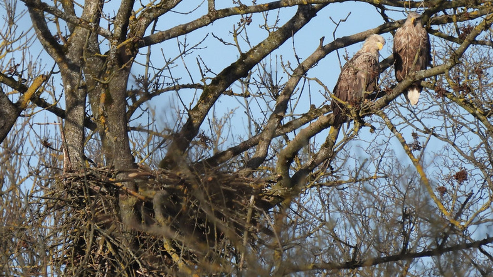 Das Seeadlerpärchen im Auwald im Landkreis Dillingen an seinem Horst in einer Esche. 