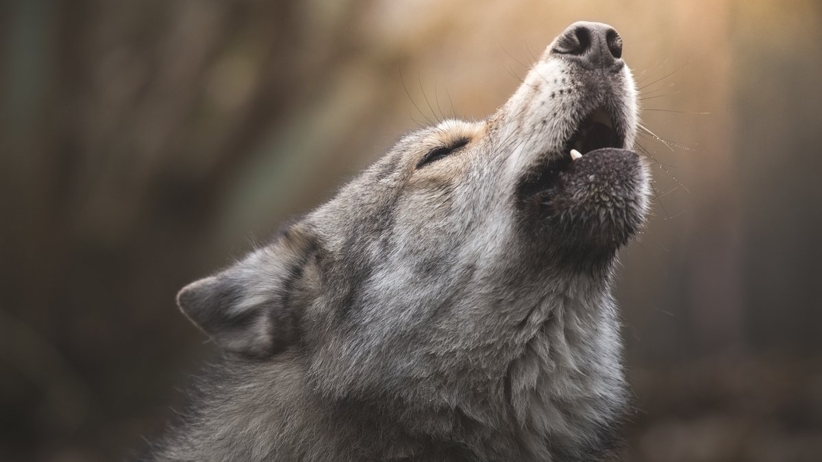 Symbolbild: Ein heulender Wolf