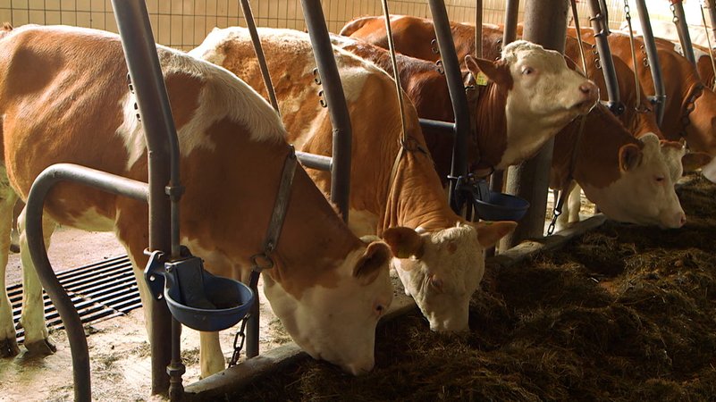 Agrarbericht 2024 vorgestellt | Bild: Bayerischer Rundfunk 2024 Agrarbericht 2024 vorgestellt