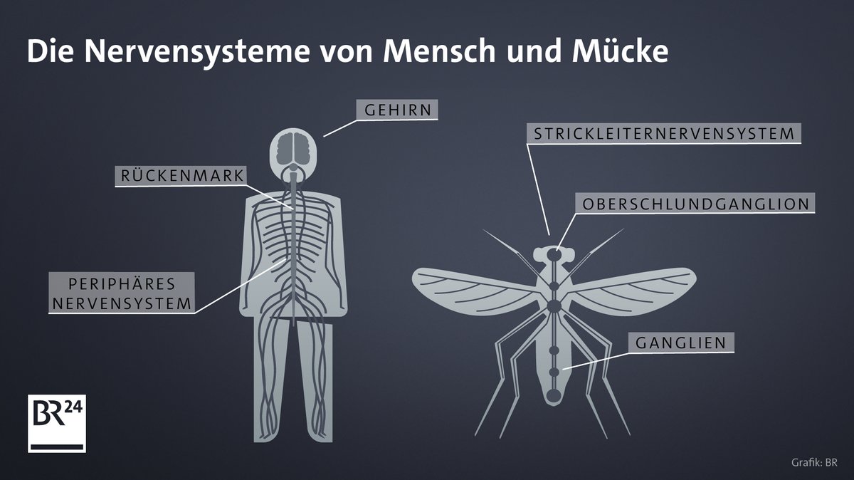 Darstellung der unterschiedlichen Nervensysteme von Mensch und Insekt.