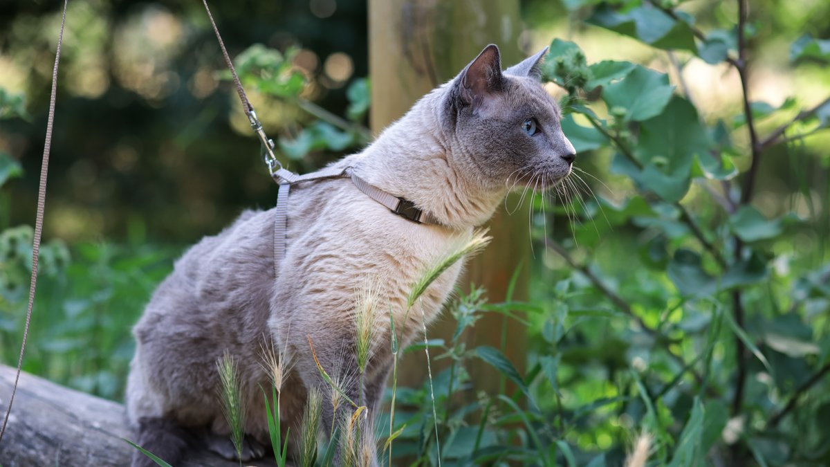 Katzen an der Leine: Artgerecht oder Tierwohlgefährdung? 