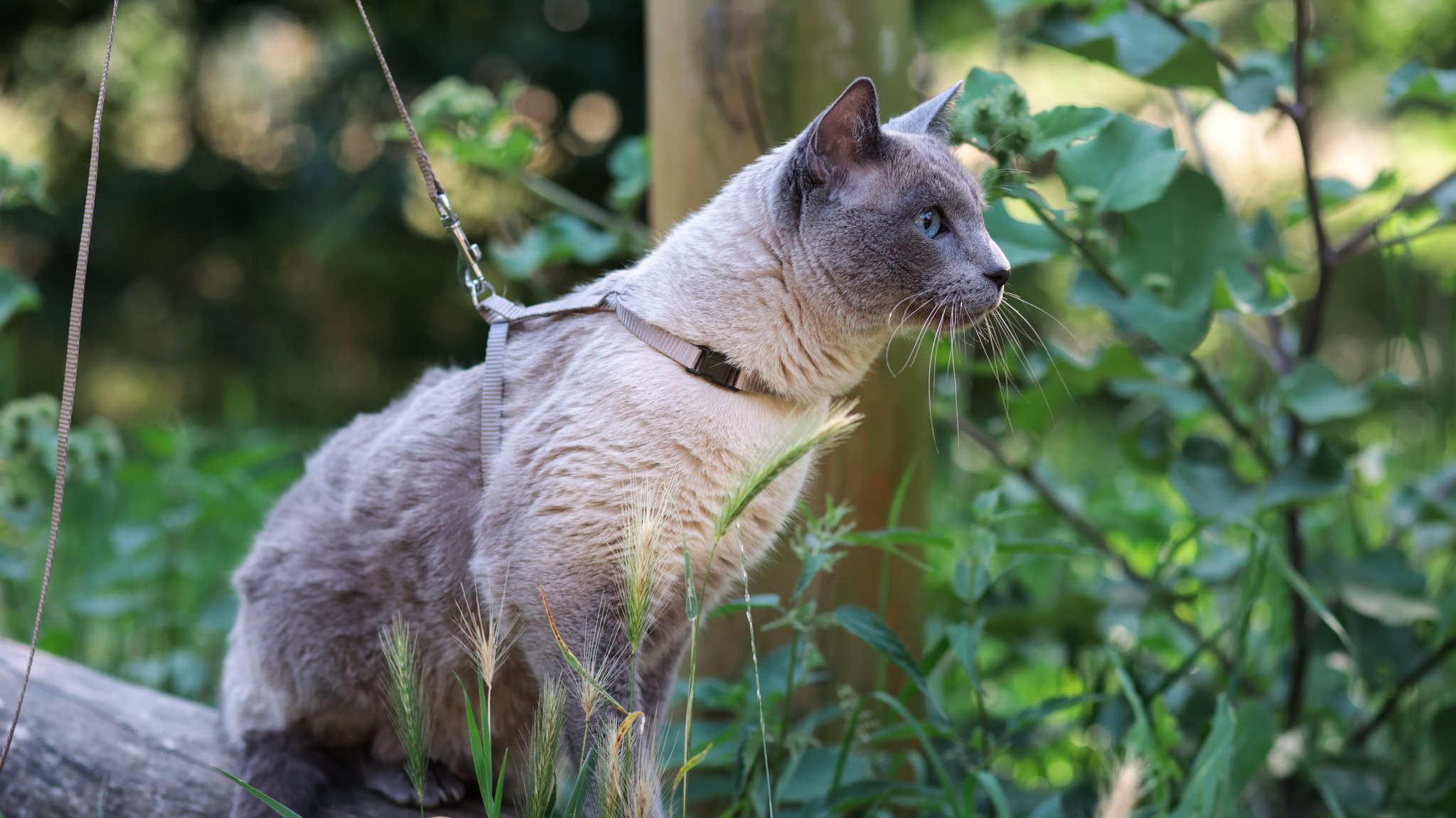 (Symbolbild) Eine Siamkatze erkundet an der Leine die Natur. Ein harmloser Trend oder ist das eine Gefährdung des Tierwohls?