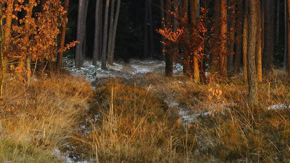 Waldweg im Kiefernwald, Deutschland, Bayern, Oberpfalz; Flurnamen: So wird das heimliche Gedächtnis Bayerns gerettet | Bild:picture alliance/blickwinkel/D. u. M. Sheldon
