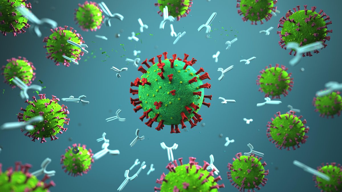 Antikörper greifen Coronavirus an. 3D-Illustration