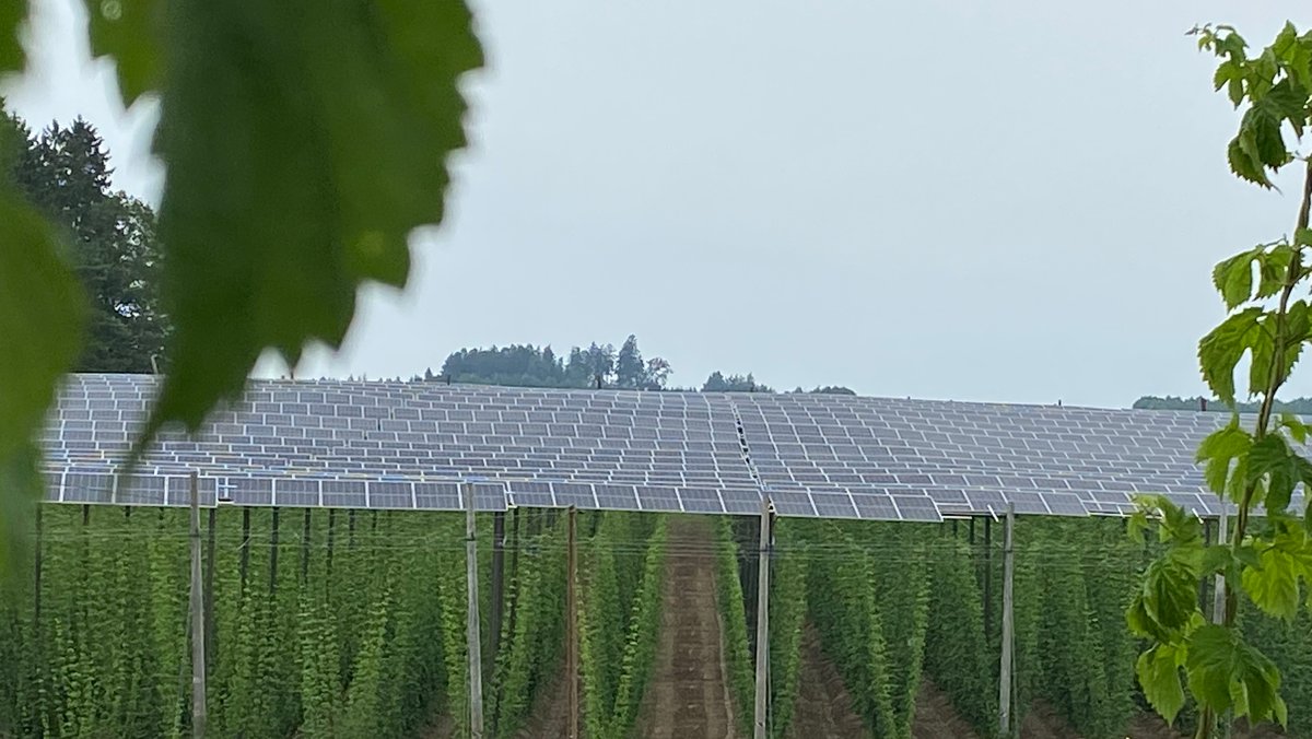 Dank Solarenergie: Auch in Zukunft noch Hopfen in Bayern