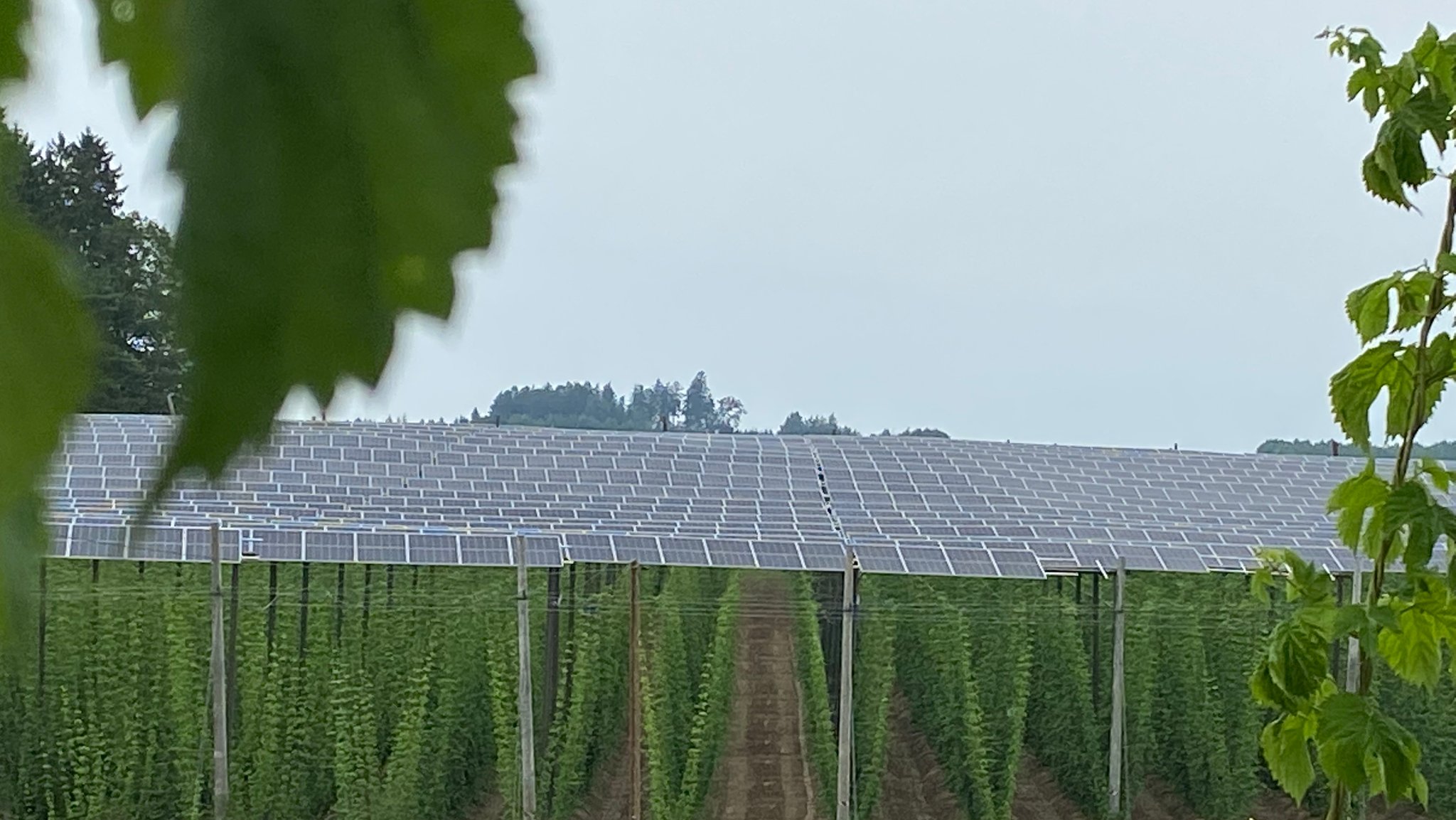 PV-Anlage über dem Hopfengarten.