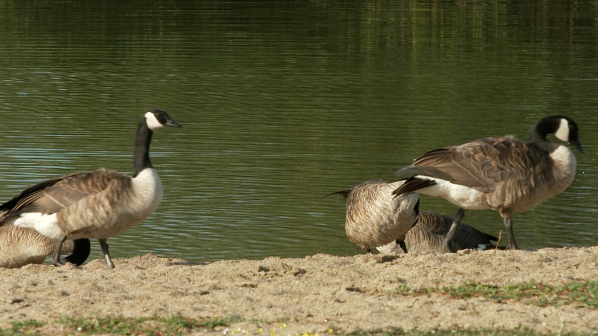 Vier Wildgänse am Ufer eines Gewässers.