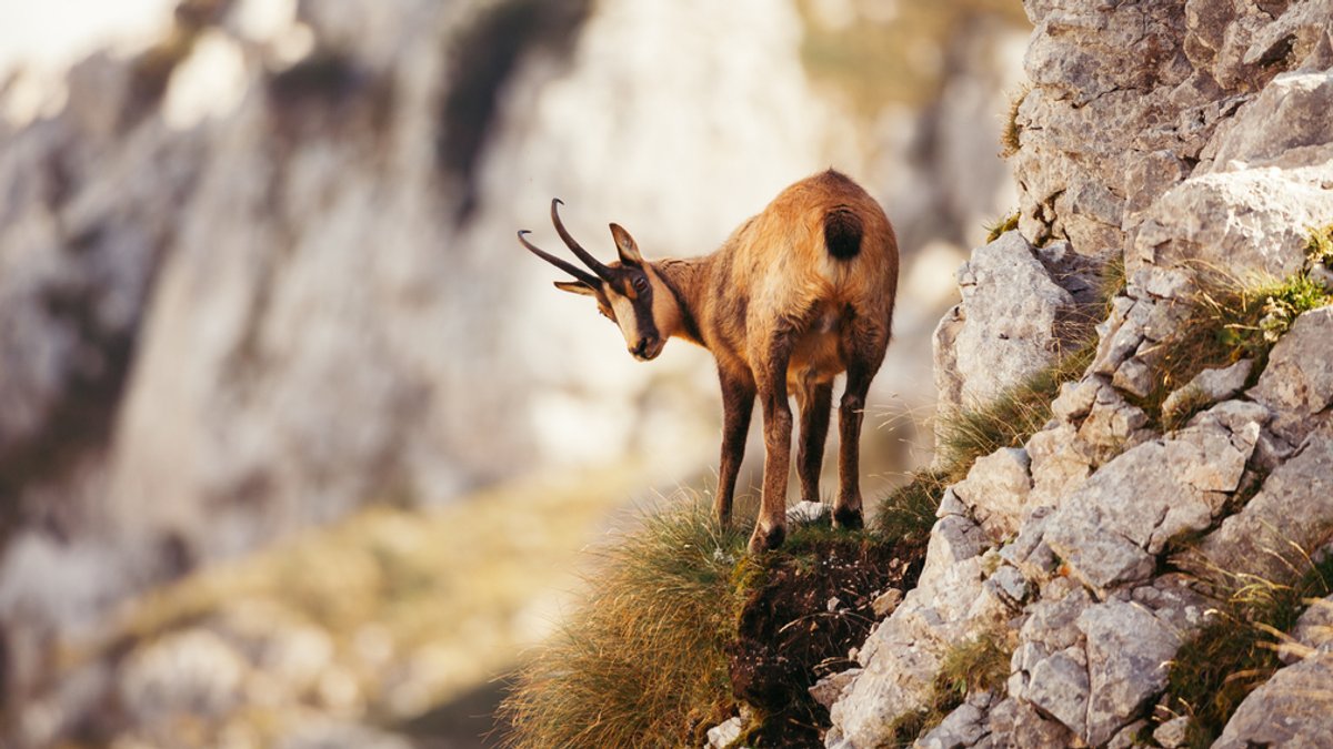 Eine wilde Gams steht auf einem Felsvorsprung und schaut Richtung Kamera