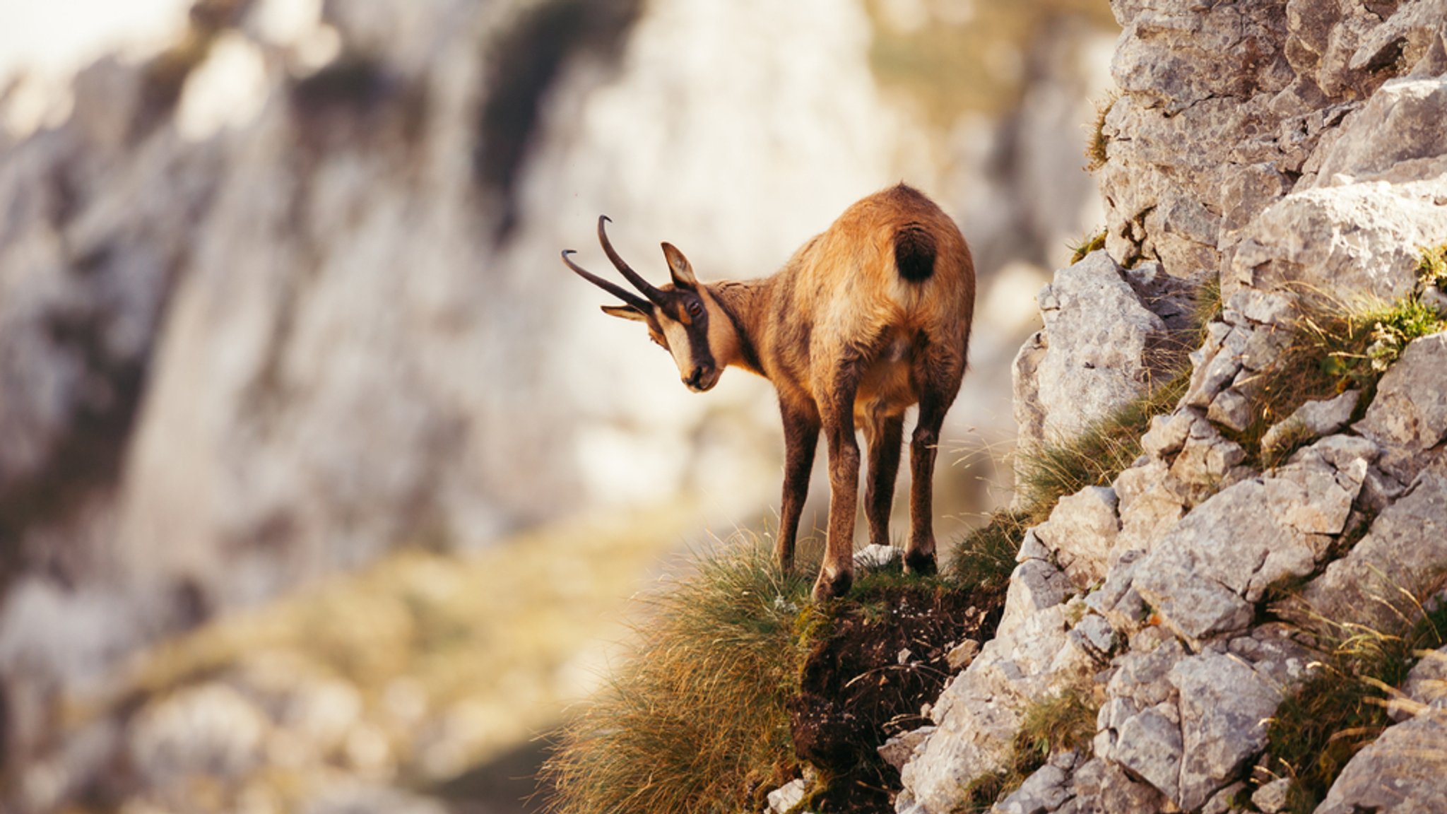 Mehr Gämsen in bayerischen Alpen gesichtet