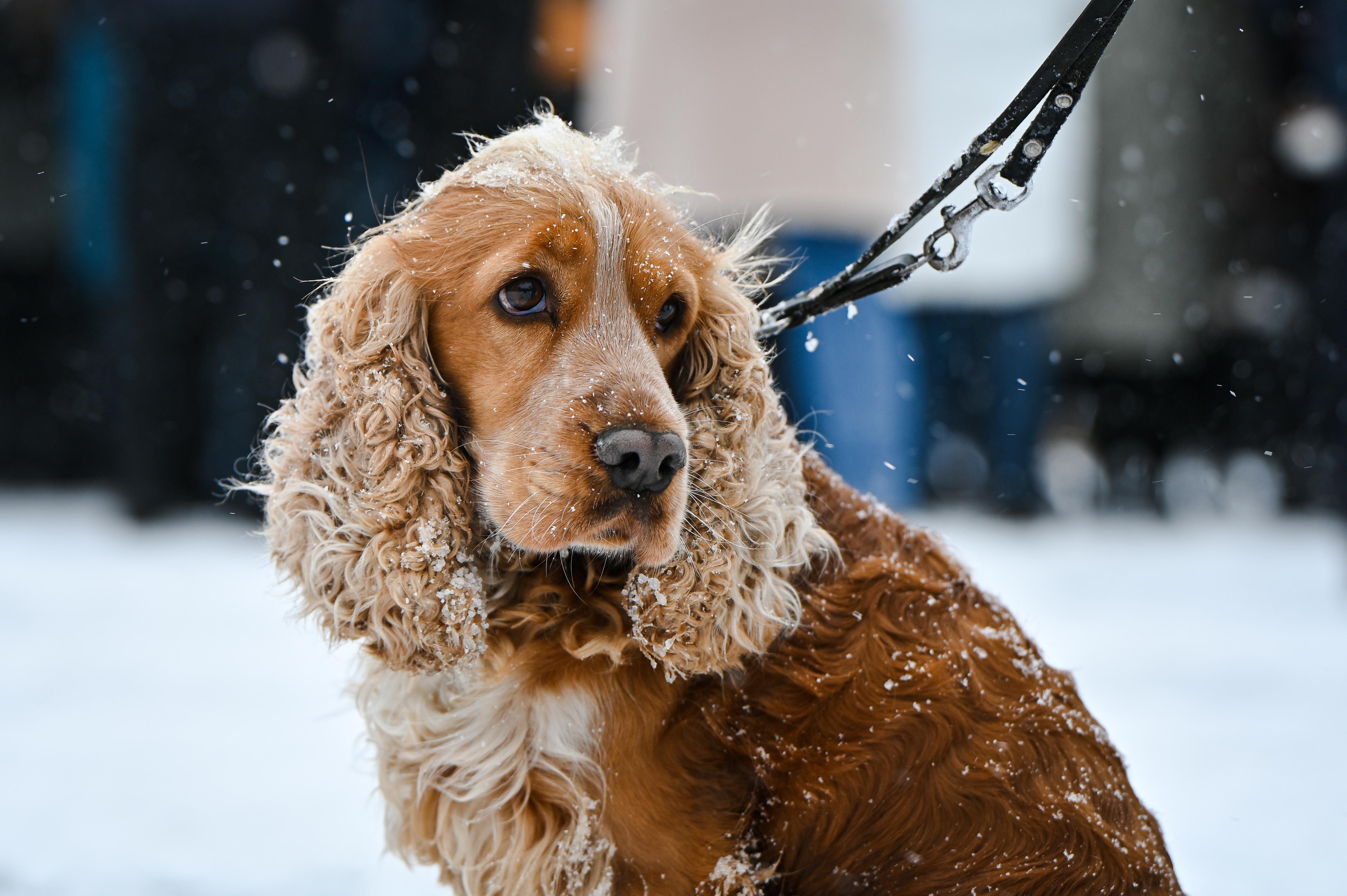 Ein Cockerspaniel sitzt im Schnee