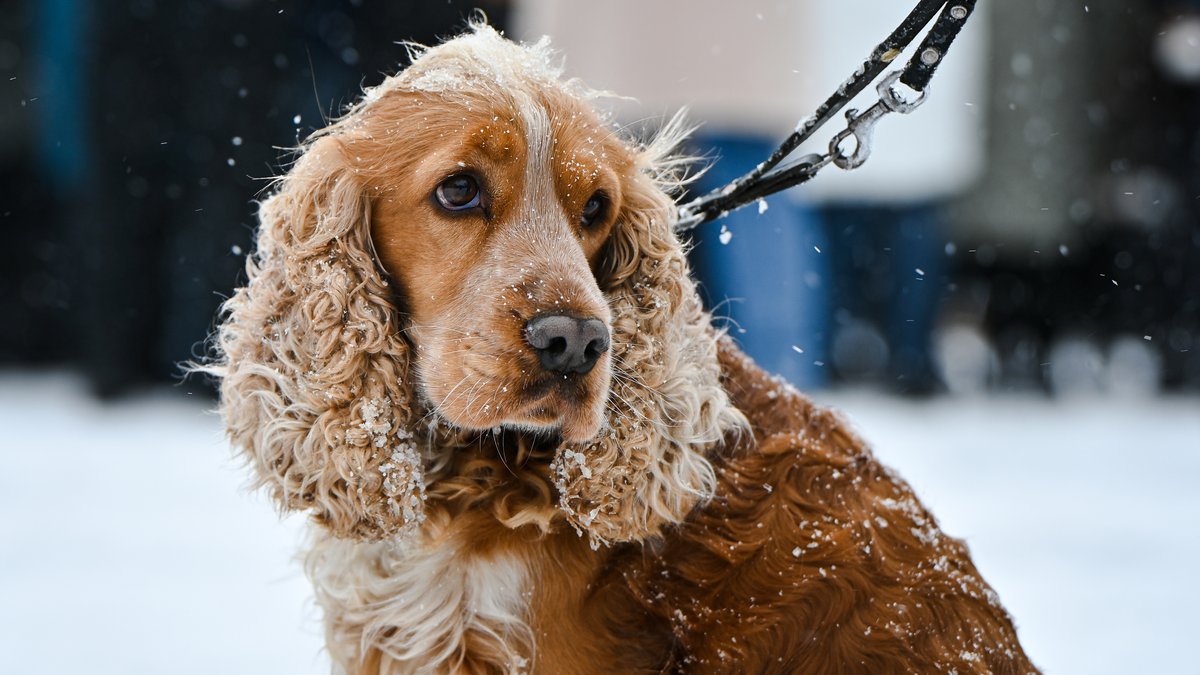 Wie Sie Ihren Hund vor Kälte und Schnee schützen können