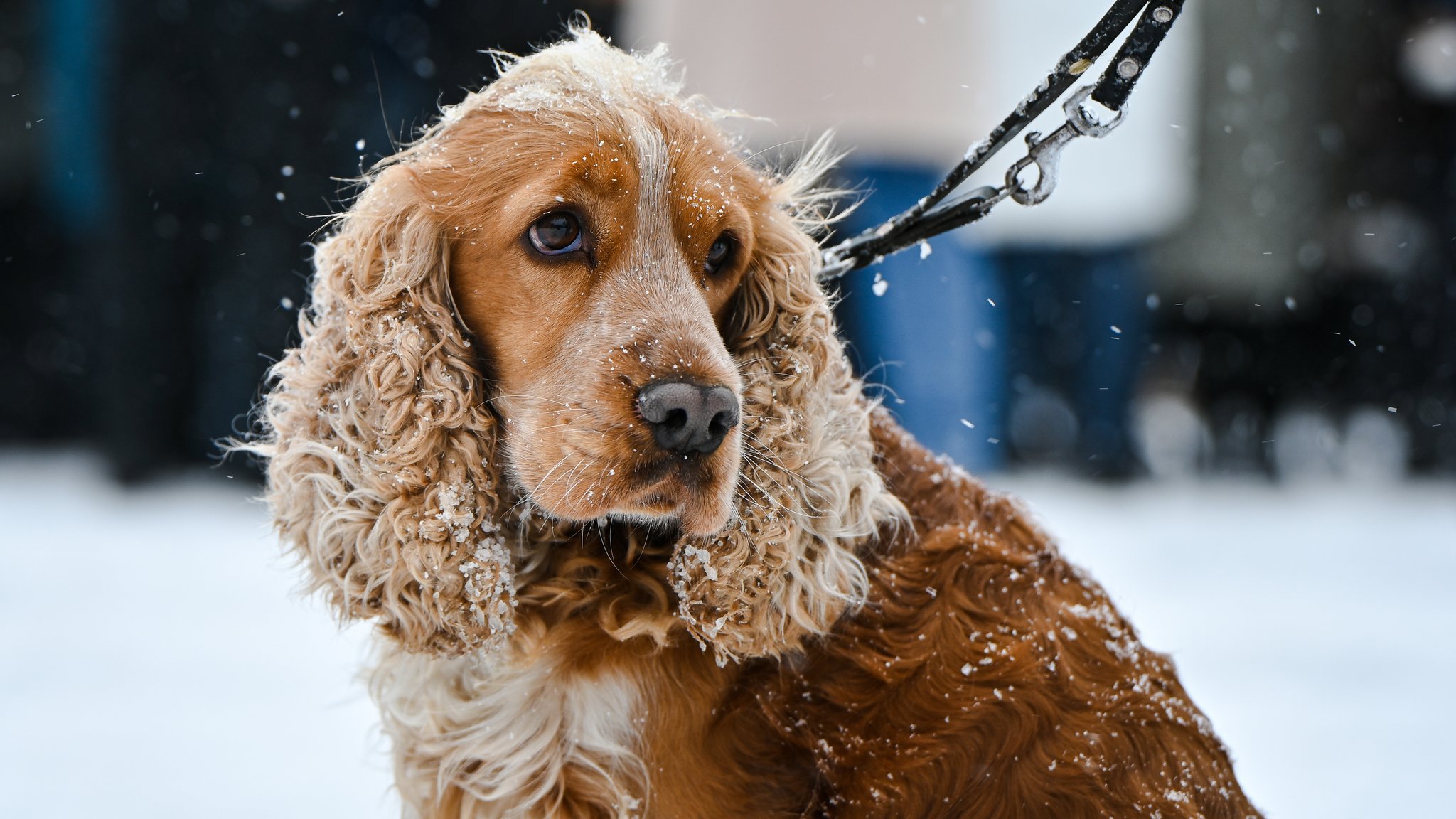 Ein Cockerspaniel sitzt im Schnee