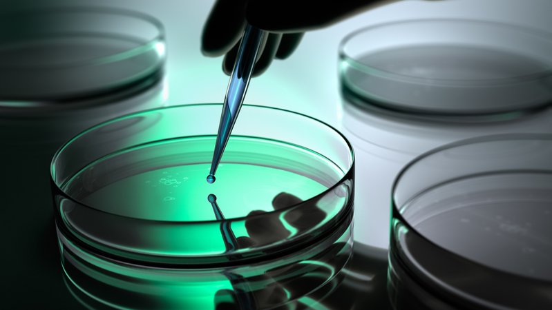 Symbolbild: Petrischale in einem Labor | Bild: stock.adobe.com/peterschreiber.media Symbolbild: Petrischale in einem Labor