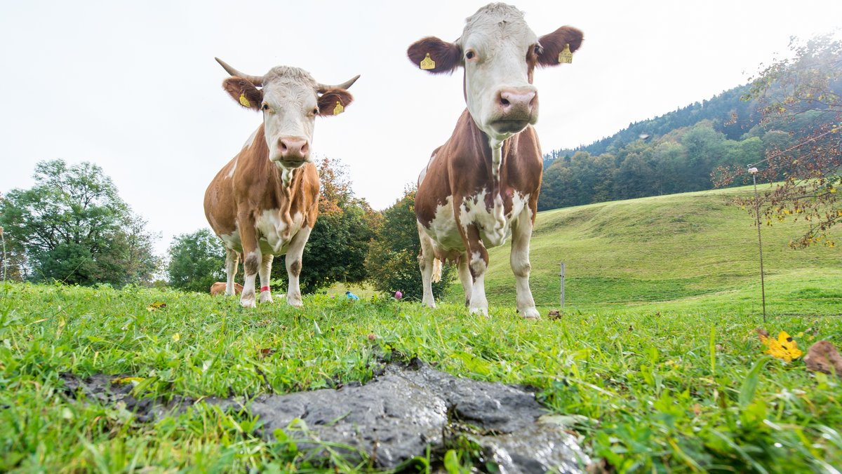 Zu viele Kuhfladen - Aiwanger will Bußgeld für Bauern zahlen
