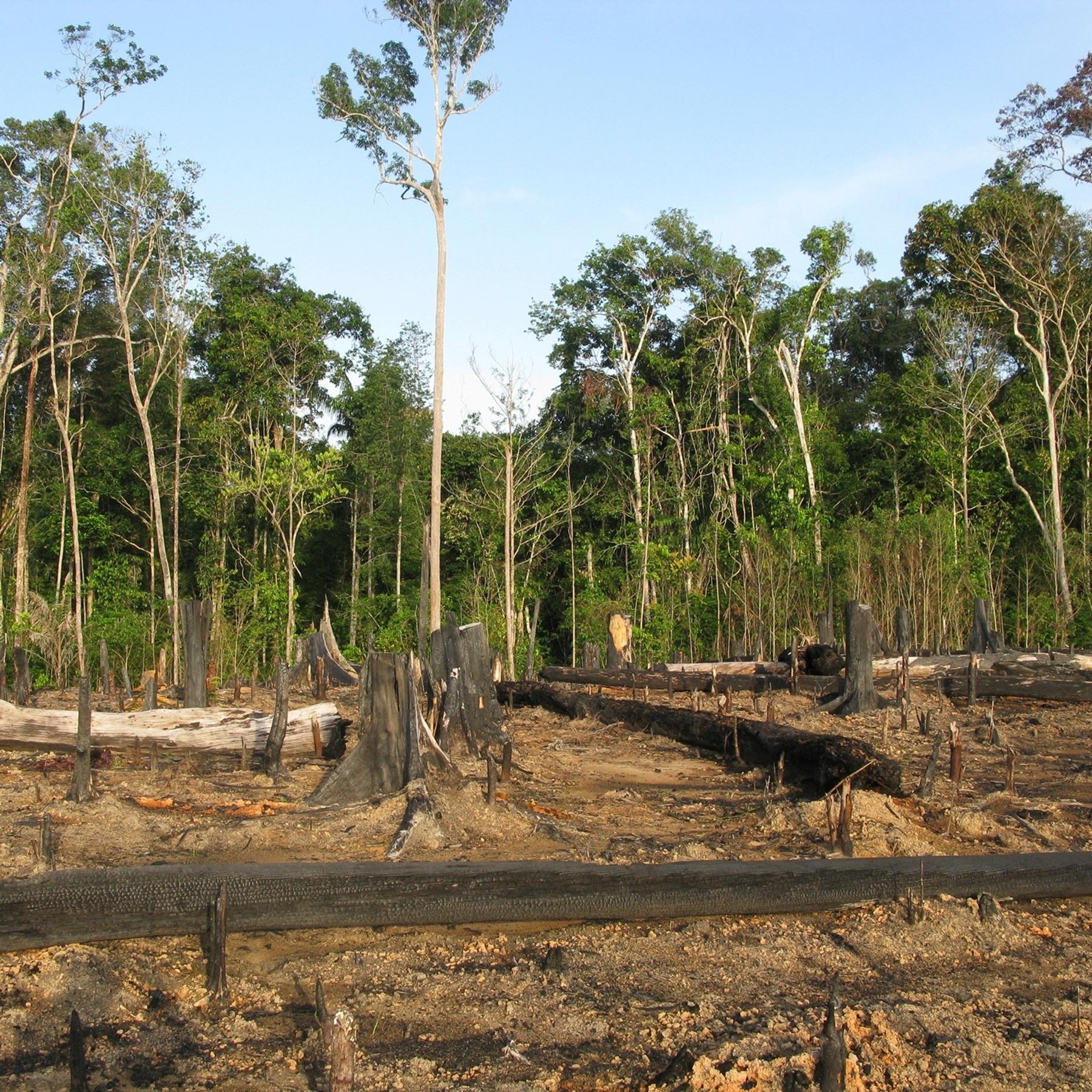 Notizen aus Brasilien: Highway der Zerstörung im Amazonas-Gebiet episode artwork