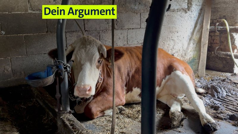 Eine Kuh im Stall. | Bild: dpa-Bildfunk/Animal Rights Watch e.V. Eine Kuh im Stall.
