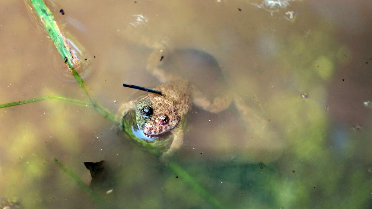 Amphibien und Insekten im Spessart leiden unter dem Klimawandel