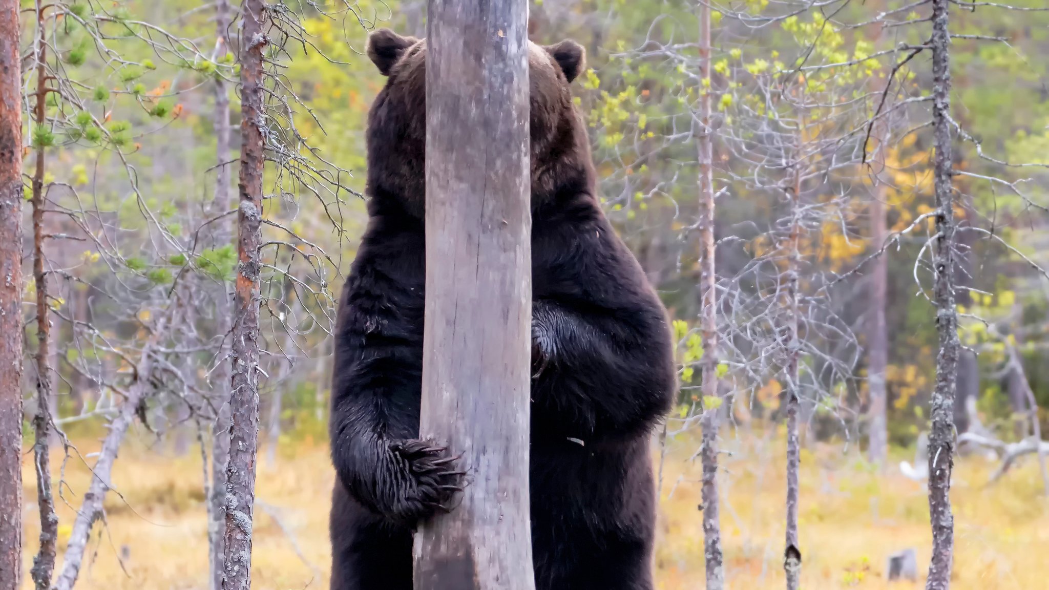 Braunbär hinter Baum