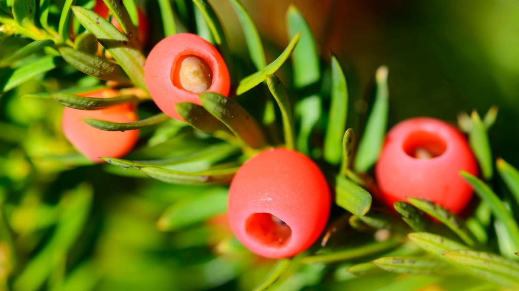Vom Ahorn bis zur Zwiebel - Die Eibenbeeren - ihr Fruchtfleisch ist nicht giftig, aber die Samen darin. | Bild: picture alliance/Christian Ohde Vom Ahorn bis zur Zwiebel - Die Eibenbeeren - ihr Fruchtfleisch ist nicht giftig, aber die Samen darin.