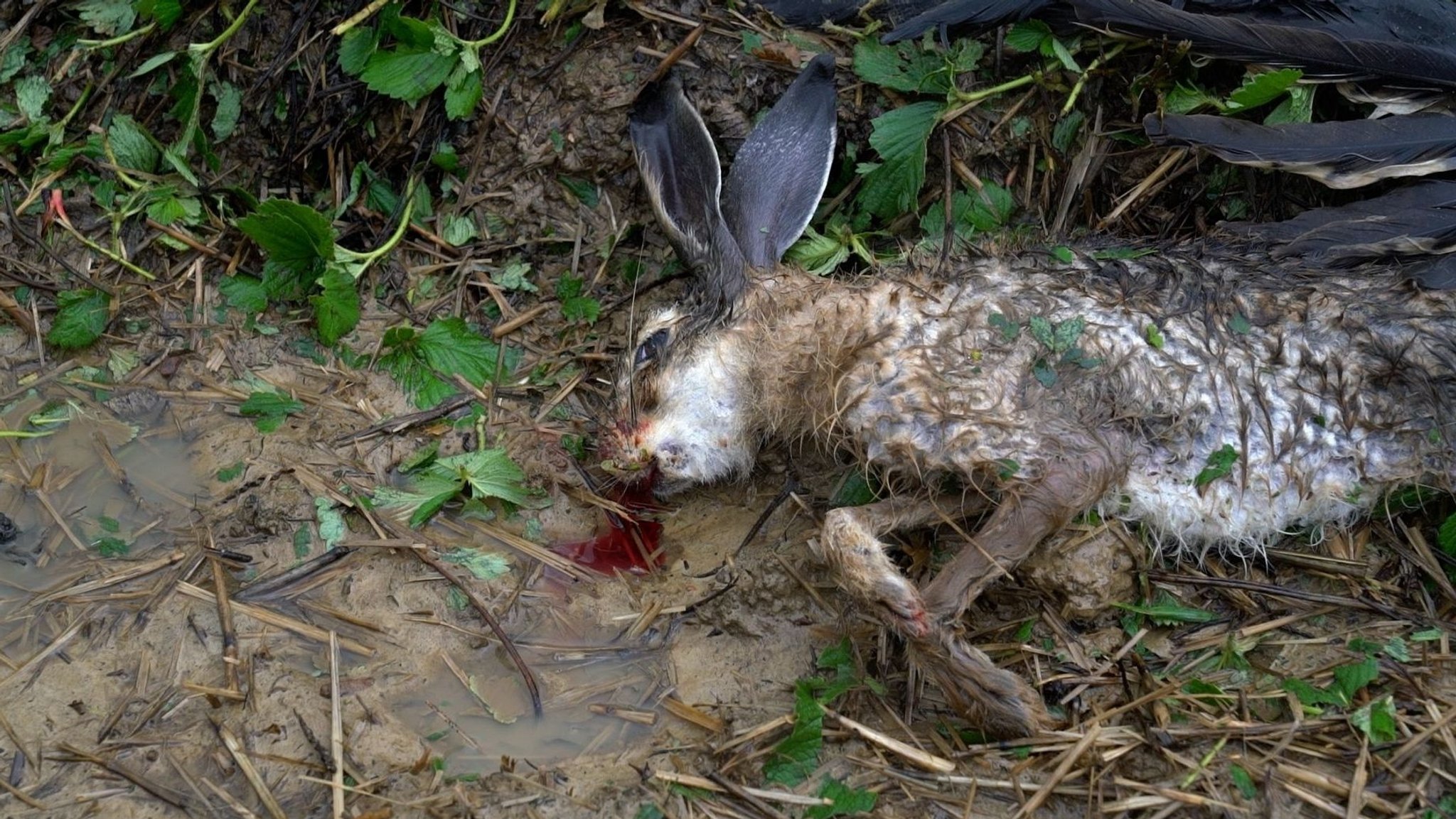 Ein Jahr Hagelunwetter: Tiere und Pflanzen noch angeschlagen