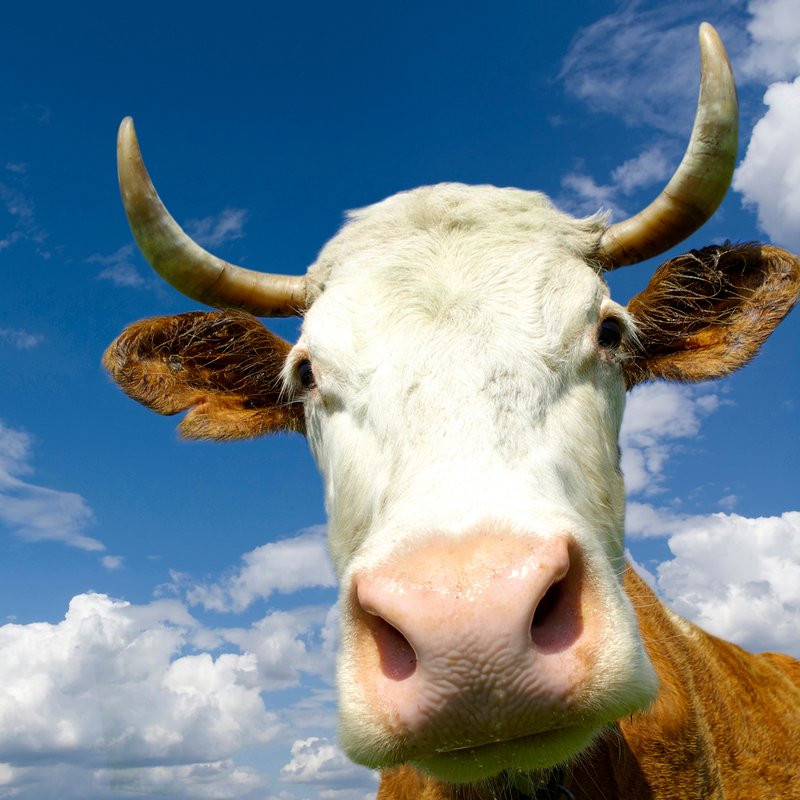 Die Kuh - Nutztier und Kultfigur - radioWissen | BR Podcast