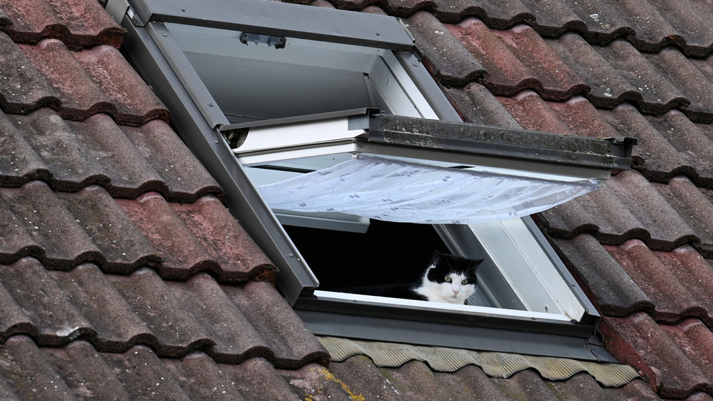 Eine Katze schaut aus einem geöffneten Dachfenster
