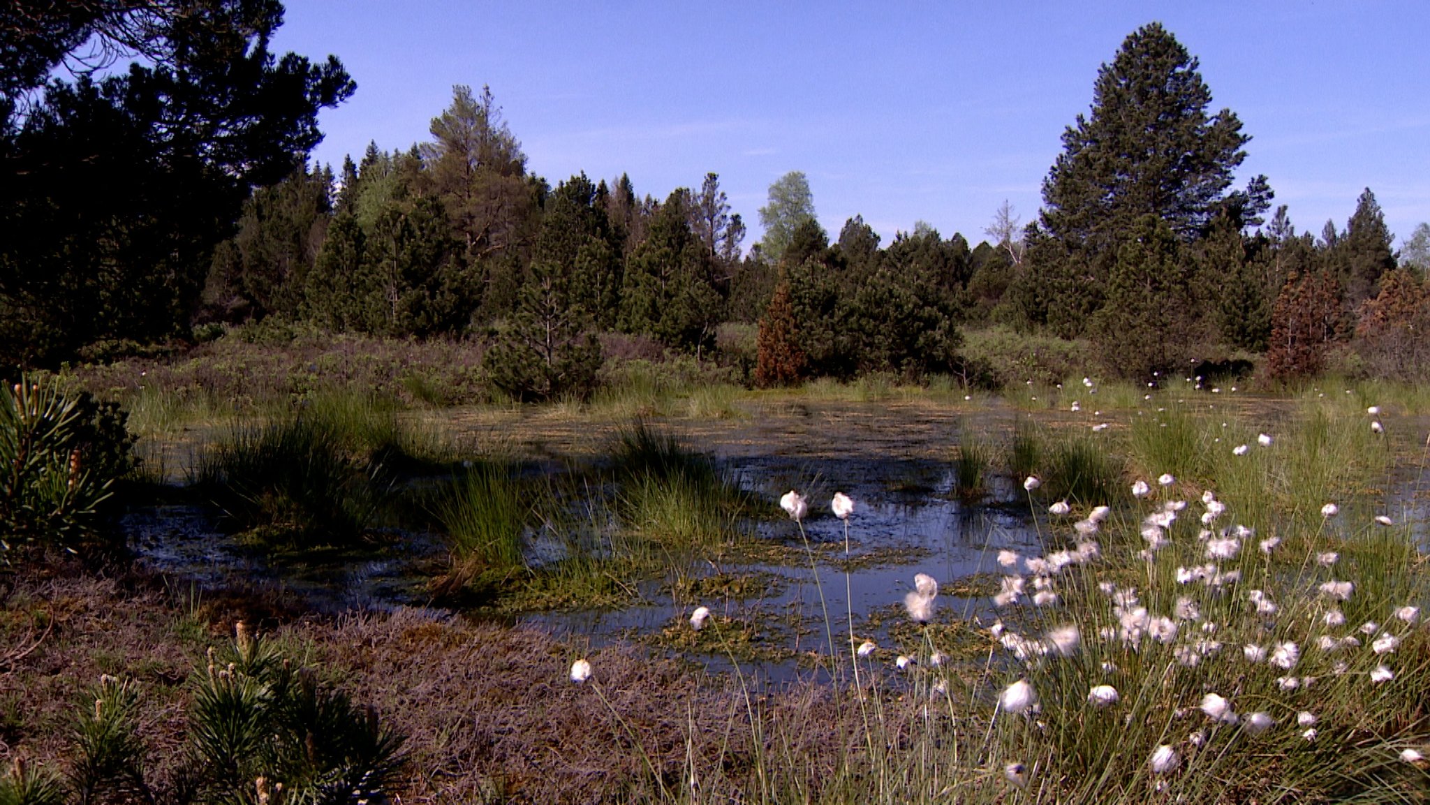 Ein ehemaliger Torfstich ist nun voller Wasser, in dem sich viel Moos bildet. 