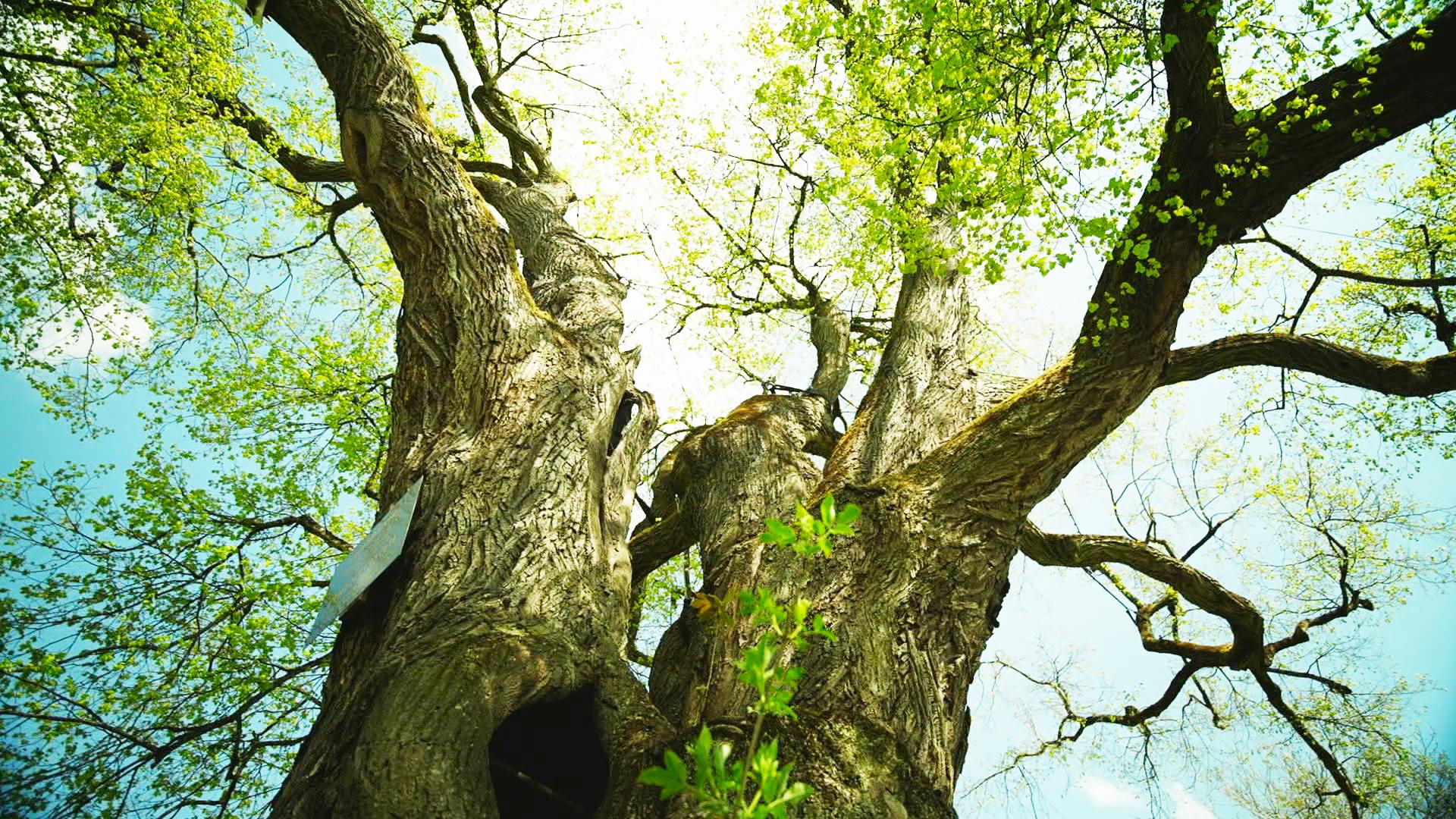 Mythologie Außergewöhnliche Bäume