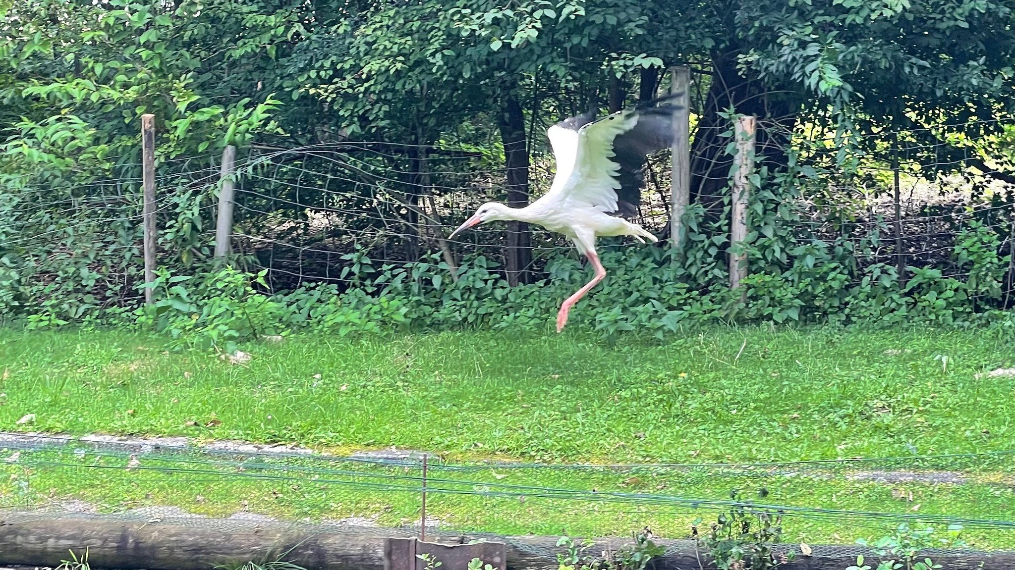 Der Storch, der vom Kirchturm fiel, lernt das Fliegen