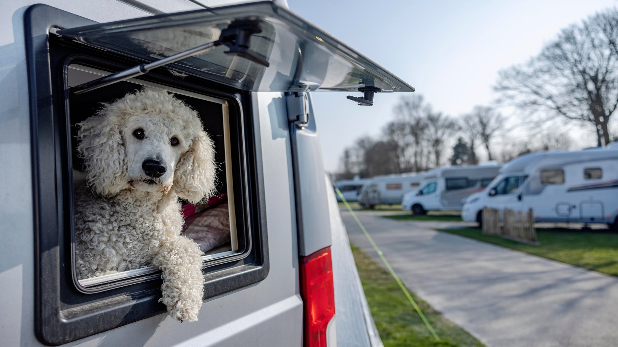 Innerhalb der EU mit Hund und Katz zu verreisen ist nicht ganz so einfach. Es lohnt sich, sich vorher gut zu informieren. | Bild: pa/Jan Tepass Innerhalb der EU mit Hund und Katz zu verreisen ist nicht ganz so einfach. Es lohnt sich, sich vorher gut zu informieren.